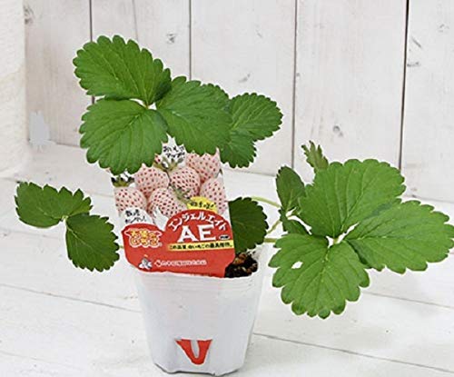 Amazon.co.jp: 野菜苗 天使のいちご AE(エンジェルエイト) 9cmポット 1